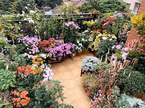 她把陽臺變成小花園 只養(yǎng)一種植物，365天的蛻變