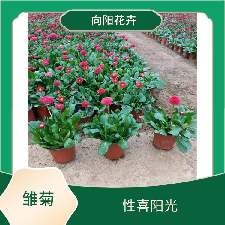 惠州矮牽牛苗基地 垂吊矮牽牛種子，基地直供，歡迎來電咨詢